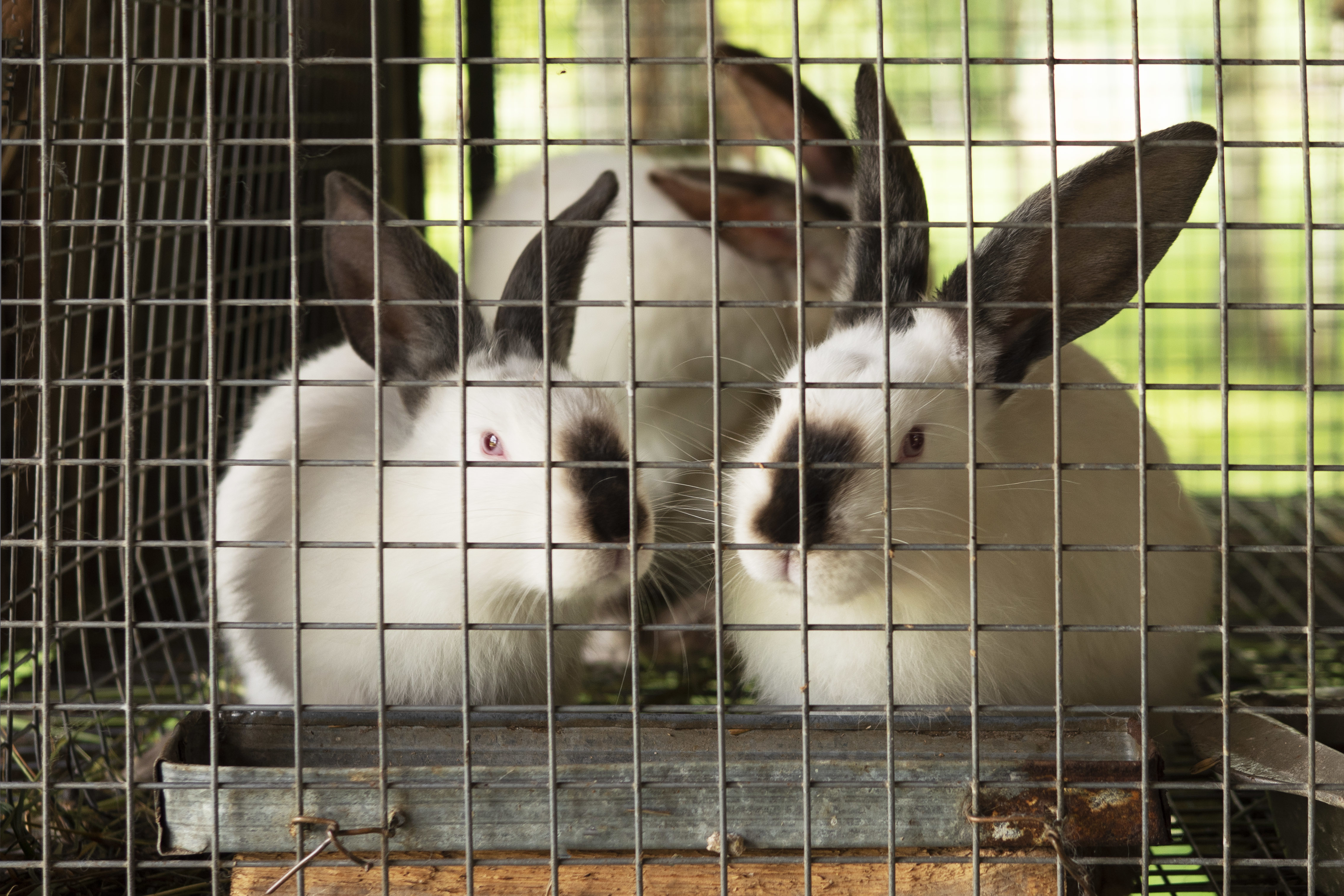 Wire mesh discount for rabbit hutch